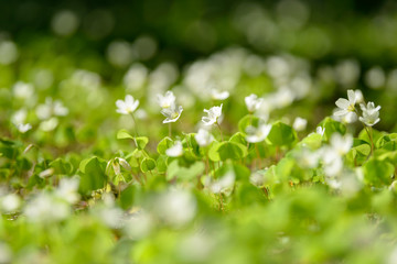 Oxalis articulata or acetosella. Medicinal wild blossoming wood sorrel herb. Grass with white, pink or yellow flowers growing in the forest or glade. Healthy plant used as food and drink ingredient.