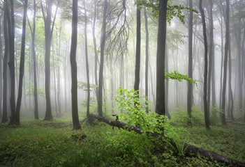 The foggy forests