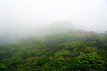 Misty jungle forest in deep Costa Rica