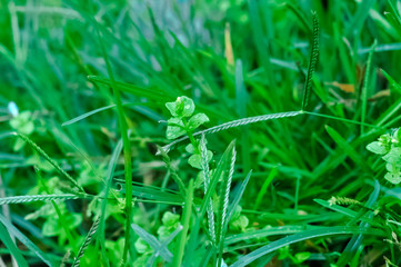 green grass with dew, beautiful natural green grass