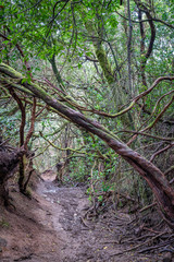 Ein Pfad führt durch den dicht bewachsenen Lorbeerwald hindurch