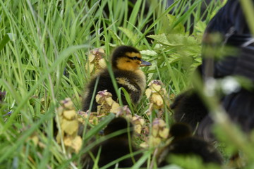 Fototapeta premium little duck in the grass