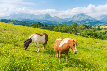 A scene of two horses in a flowered field
