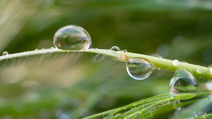 Raindrops on the grass. Nature