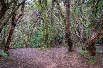 Wanderweg durch den Lorbeerwald auf Teneriffa