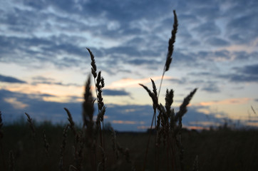 wheat field at sunset