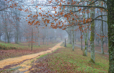 Naklejka premium a scene of crossing paths in a foggy day