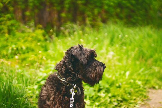 Domestic dog miniature schnauzer
