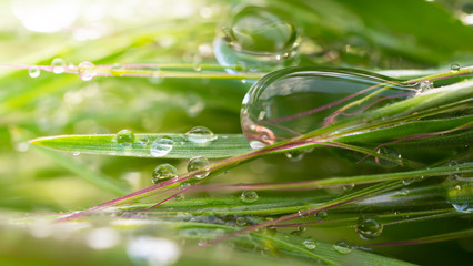 Fototapeta na wymiar Green grass with raindrops, summer outdoors.