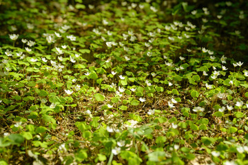 Oxalis articulata or acetosella. Medicinal wild blossoming wood sorrel herb. Grass with white, pink or yellow flowers growing in the forest or glade. Healthy plant used as food and drink ingredient.