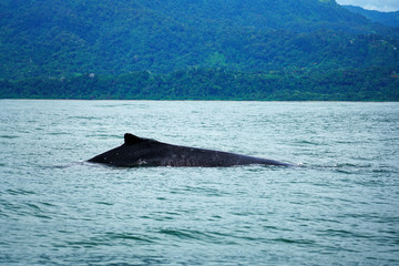 Fototapeta premium Group of humpback whale back in Costa Rica