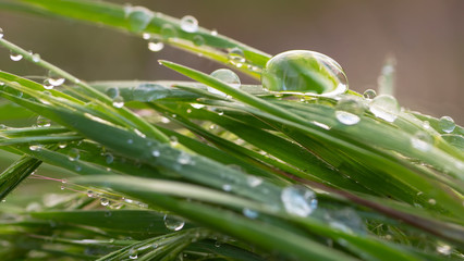 Raindrops on the grass. Nature