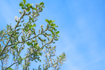 White willow - salix alba - tree with funny white blossoms and fresh green leaves growing at forest edge in middle Germany - Bavaria, Europe. Wild tree branch with blue sky in May spring sunshine.