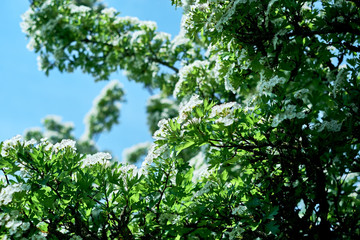 Fototapeta na wymiar Single-seeded common hawthorn hedge with snow white blossoms and fresh green leaves growing at forest edge in middle Germany - Bavaria, Europe. Wild tree branch with blue sky in May spring sunshine.