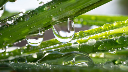 Fototapeta premium Raindrops on the grass. Nature