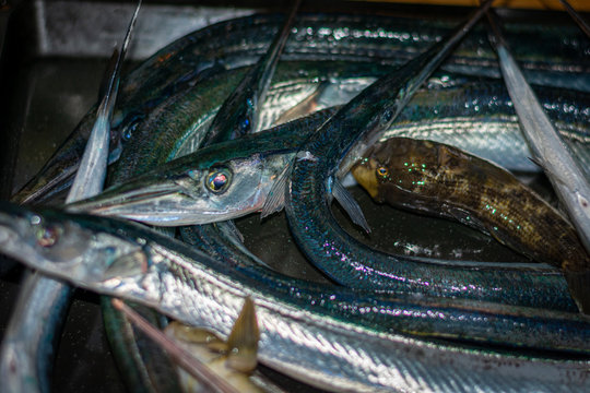 Fresh mackerel (Scombridae) and garfish (Belone belone) catch,  the garfish is also known as the garpike or sea needle