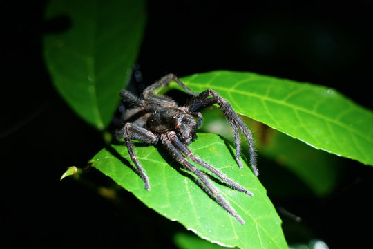 Hairy spider on a leaf at night