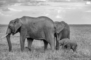 Fototapeta na wymiar Elephant Family in the Masai Mara