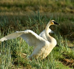 white duck in the grass