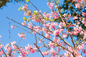 Prunus cerasoides flowers in pink color with blue sky on a clear day at Chiang Mai Northern of Thailand