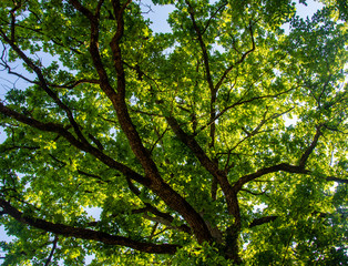 branches with green leaves of an oak tree