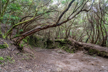 Wanderweg im Anaga-Gebirge auf Teneriffa