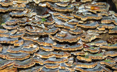 many mushrooms on a tree trunk