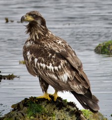 red tailed hawk