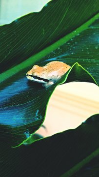 Close-up Of Frog On Torn Leaf