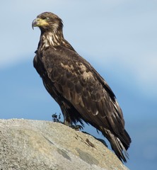 red tailed hawk