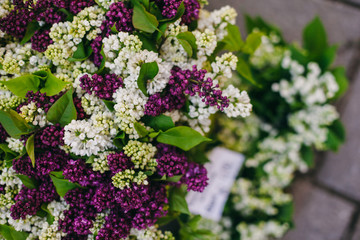 purple lilac flowers