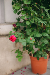 Fototapeta na wymiar red rose flower in pot