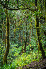 Fototapeta na wymiar Üppige Vegetation im Anaga-Gebirge auf Teneriffa