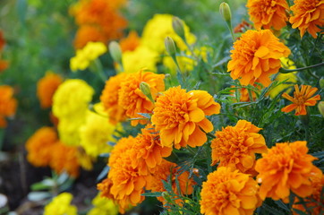 マリーゴールド