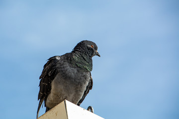 Close up shot of a pigeon with a bright blue sky in the background