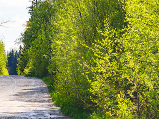 Dirt road in the forest. Spring forest. The way forward