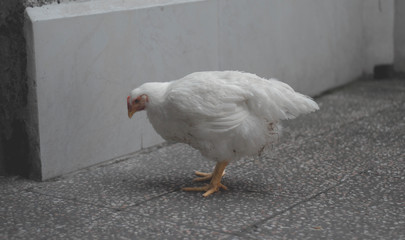 White hen