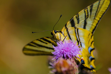 Mariposa amarilla con rayas negras sobre flor lila. Papilio machaon. Macro butterfly.