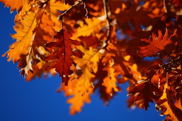 Fototapeta na wymiar Hoja de roble a contraluz en otoño dorado sobre cielo azul intenso.