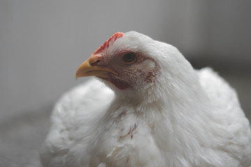 White hen