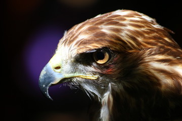 Mirada fugaz de ave rapaz. Águila.