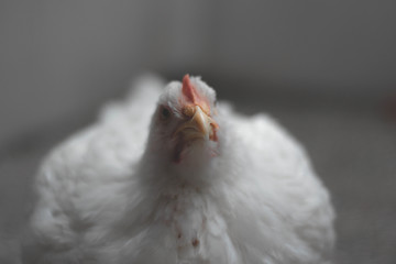 White hen