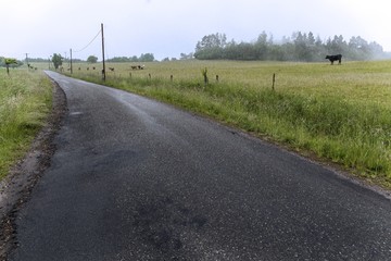 Fototapeta premium Rainy day. Country road in the Czech Republic. Wet and fog on the road. Danger of skidding.
