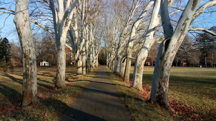 Plane tree alley
