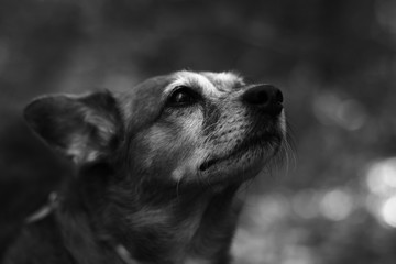 Mirada de perro en blanco y negro con canas de la vejez.