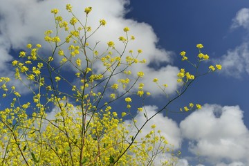 Mustard plant, Jersey, U.K. Striking yellow wildflowers with Spring fair weather skies.