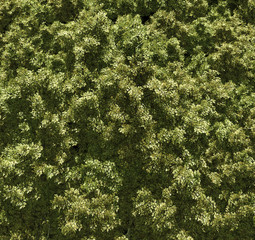 Overhead view of tree canopies