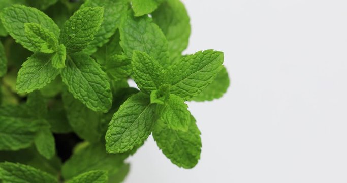 Mint leaves spraying by water
