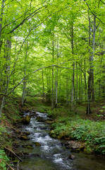 a stream through the green forest