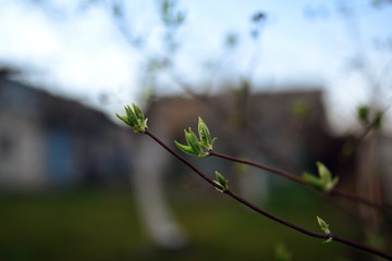 Little green buds on trees in spring blooming garden